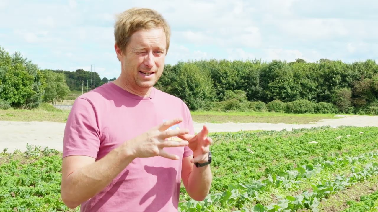 Galway Organic Farmer 'Bowled Over' as Public Rallies to Save Half-Tonne of Heatwave-Hit Courgettes