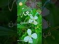 ابيات شعر على اسم ربيعة   اكسبلور 