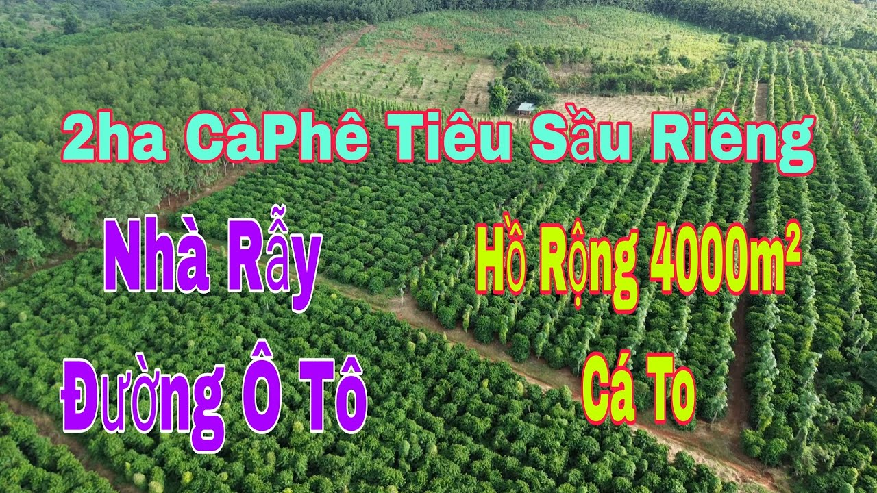Cần Bán 2ha CàPhê Sầu Riêng Tiêu Nhà Rẫy Đường Thuận Tiện ao To Cá To