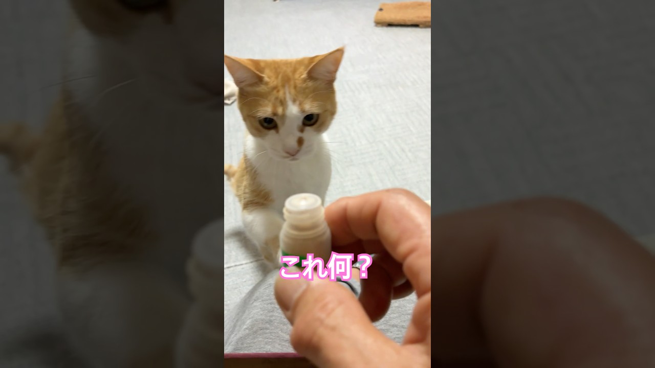 Cats living in a mountain village in Japan. #shorts - YouTube