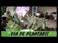 DICA DE COMO PLANTAR - CHIFRE-DE-VEADO (Platycerium bifurcatum)