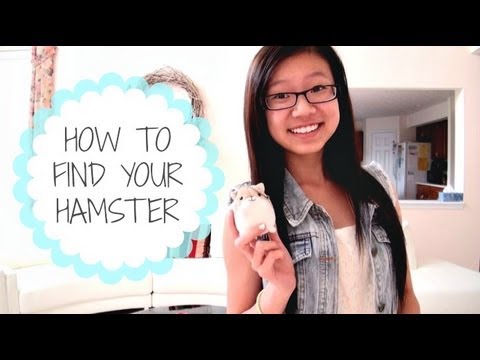 como encontrar um hamster perdida