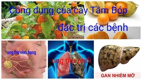 Cây Tầm Bóp Trị Bệnh Tiểu Đường và Trị Ung Thư Rất Hiệu Quả.