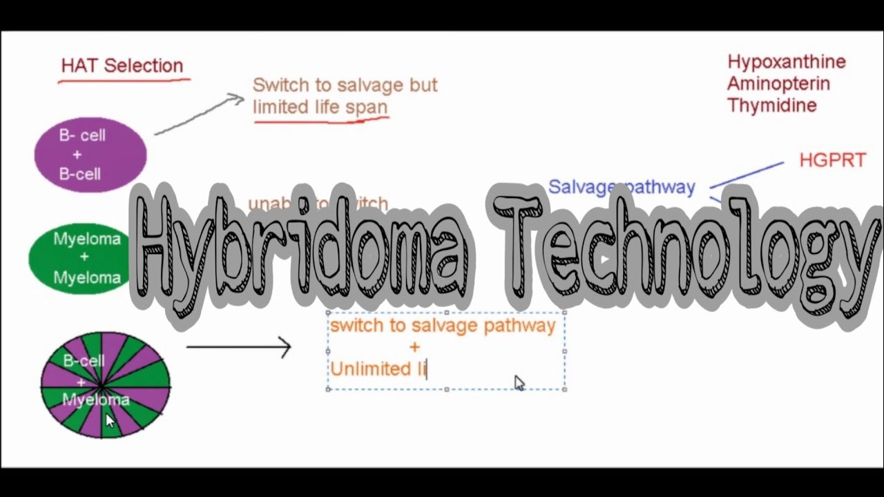 Hybridoma Technology in Hindi Monoclonal antibody production YouTube