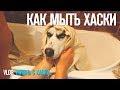 Жизнь с Хаски: Как мы моемся