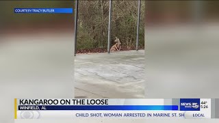 VIDEO: Kangaroo on the loose in Alabama