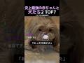 史上最強の赤ちゃんと犬たち2 TOP7