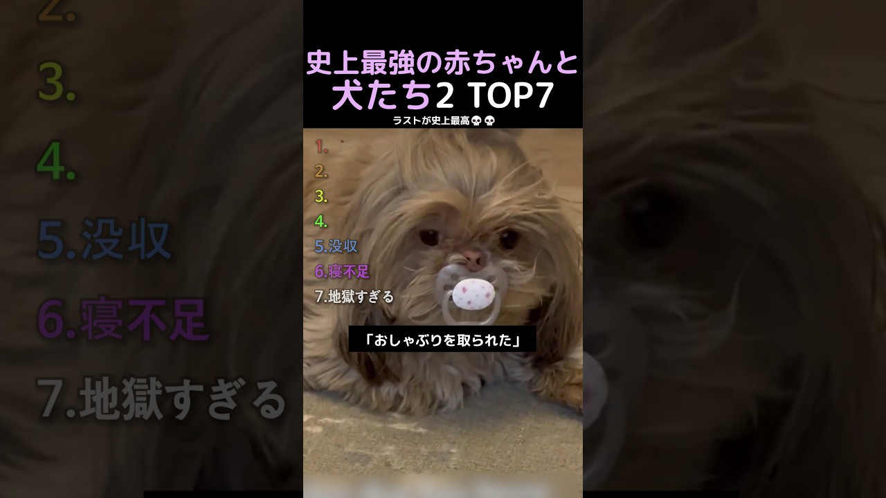 史上最強の赤ちゃんと犬たち2 TOP7