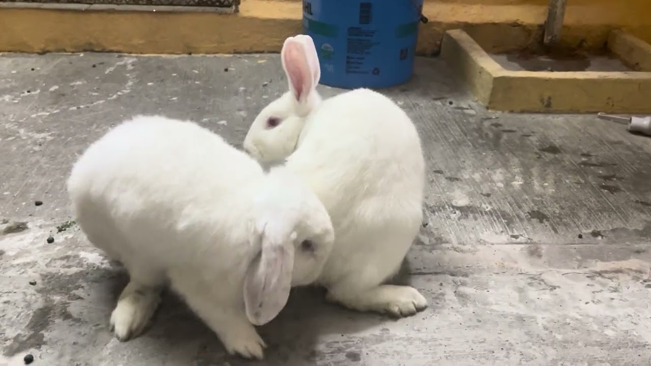 Mi conejo, pana Rabbit, seduciendo a su novia