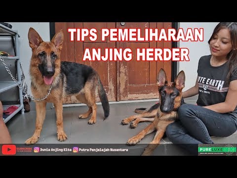 Video: Cara Memelihara Anjing Wolfhound