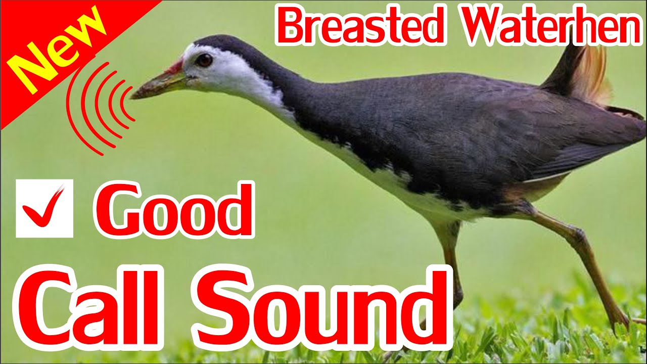 Breasted Water Hen Hunting Call, How to catch breasted water hen by