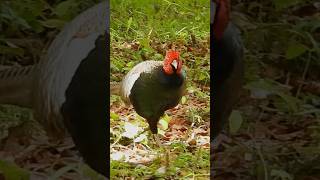 Pheasant Walking Alone in the Forest