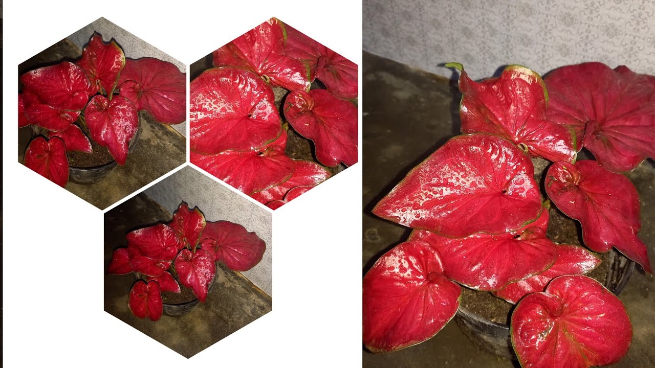 APAKAH 2022 KELADI MASIH NAIK DAUN??