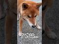 ’26.5.16 力丸のクールネック… #柴犬 #shibainu #柴犬のいる暮らし #柴犬の日常 #お散歩 #遊ぶ犬 #力丸