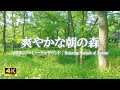 久住高原の森で朝に目が覚めたら鶯とカッコウのさえずりに癒される | 癒しの空間作り •リラックス•読書【ASMR 4K】