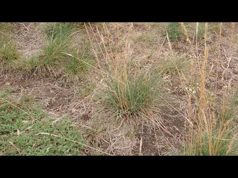 Video: Prairie Junegrass Information – Další informace o Junegrass In Landscapes