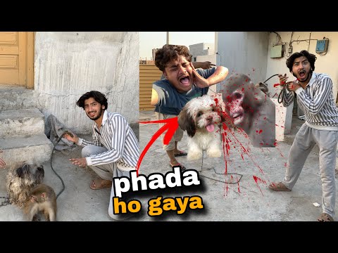 Dog Or Monkey ka Phada Ho Gaya😰||