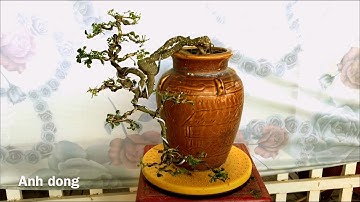 Thú vui chơi bonsai