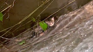[CC SUB] Little kitten fell into the ditch and grabbed a piece of grass to fight against the rapids