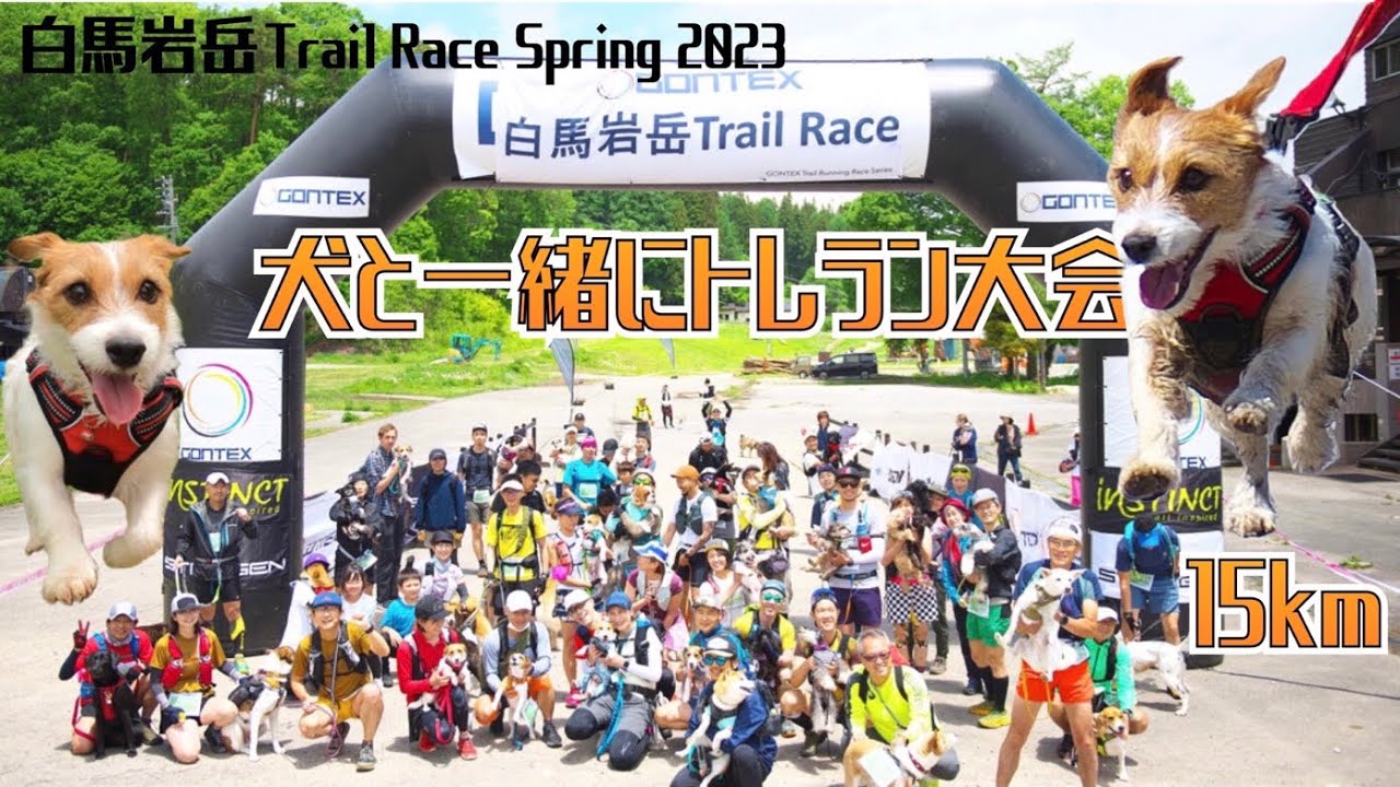 (ロング版) 犬と出られるトレラン大会　白馬岩岳トレイルレース 2023春  / trail running race with dog in Japan Jack Russell Terrier