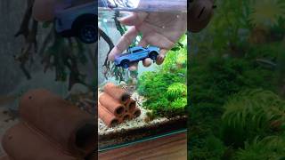Hot Wheel ĐỔI MÀU