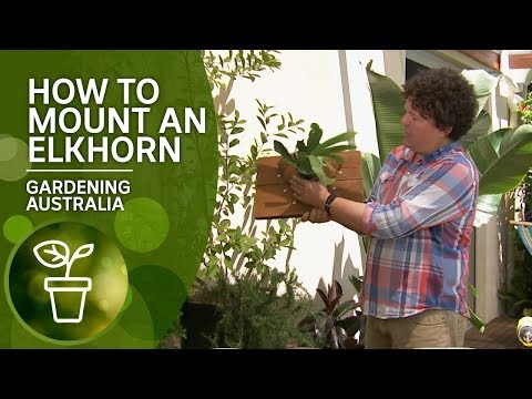 Video: Elkhorn Ceder-informatie - Leer hoe u Elkhorn-cederbomen kunt laten groeien