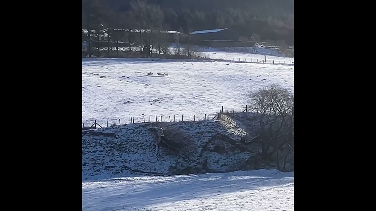 Lot 16: Brondrefawr Ben-4/2/26 farmers marts Dolgellau online sheepdog auction 