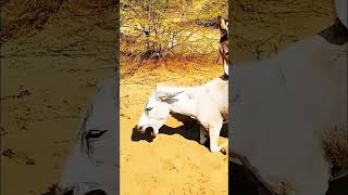 Donkey Breeding in the Wild#DonkeyBreeding #DonkeyMating #AnimalBreeding #Donkey #Livestock #Animal