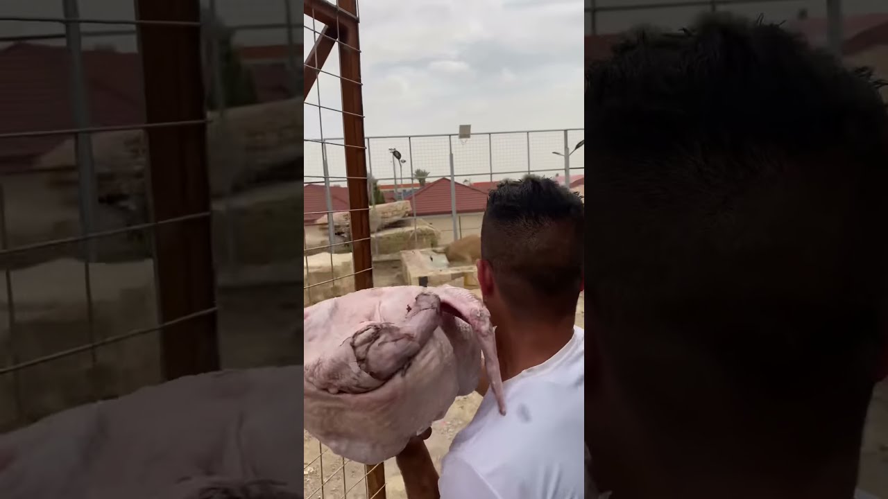 The Biggest Chicken Feeding For Lion