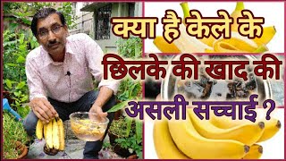 केले के छिलके की लिक्वड खाद की असली सच्चाई  जानकर हैरान हो जाएंगे / Banana peel fertilizer reality Resimi