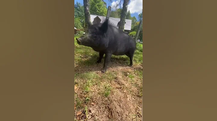 pigg in the dance #animals #tiktok #shorts #pig #dance #saveanimals #ytshort #yt
