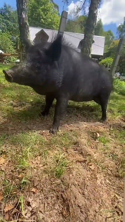 pigg in the dance #animals #tiktok #shorts #pig #dance #saveanimals #ytshort #yt