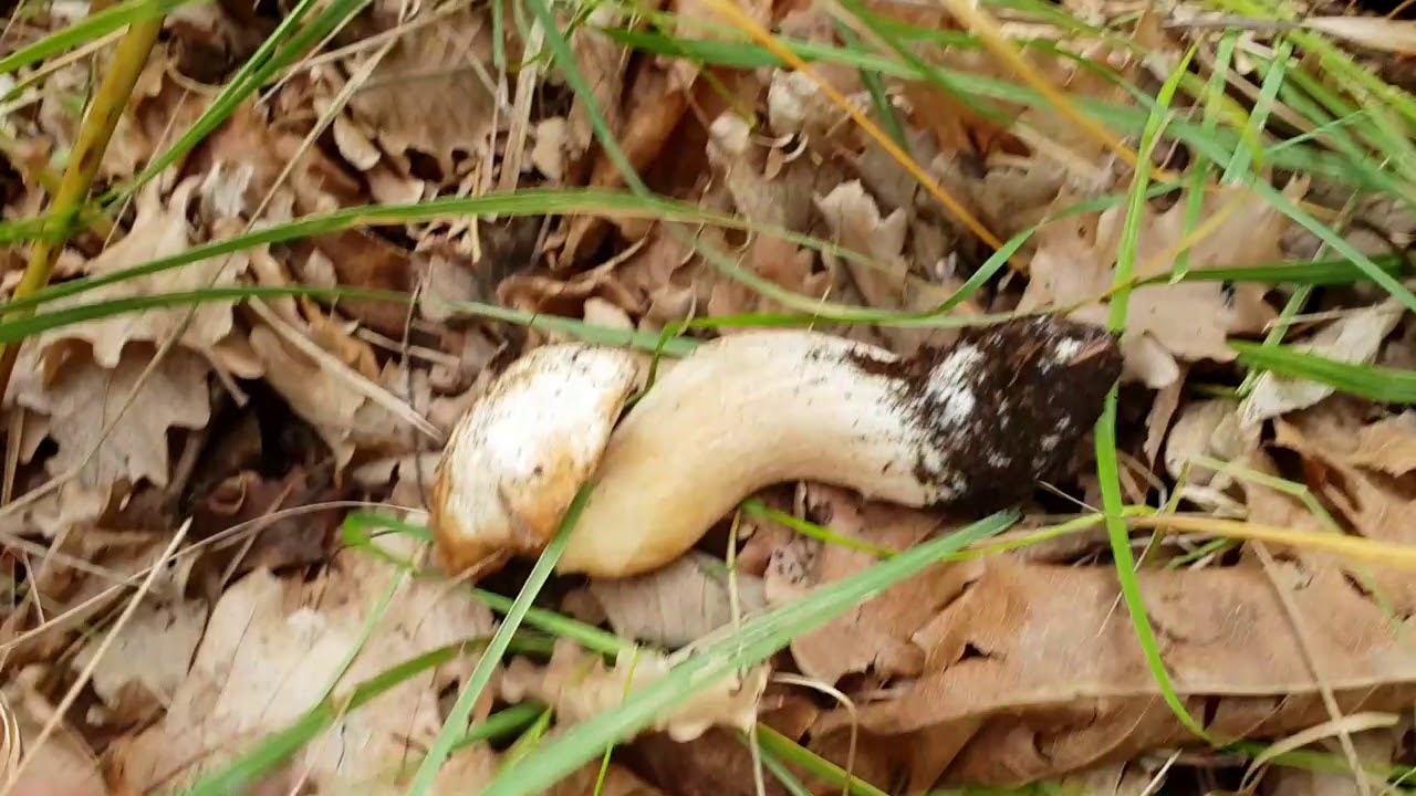 Funghi porcini dell'Etna YouTube