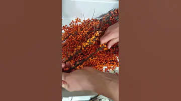 Сенсация!!!Супер быстрый способ чистки облепихи!🙊