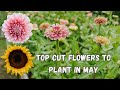Top Cut Flowers to Plant in May | Your Planting Guide
