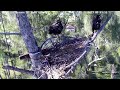 Wildlife Rescue of Dade County Eagle Nest Cam