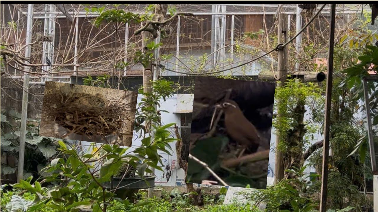 Aviary 100m2 khởi động mùa sinh sản 