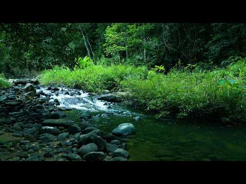 FOREST RIVER SOUNDS | Gentle Stream with Birdsong, Relaxing Nature Ambience for Focus & Sleep