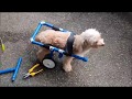 Dog Wheelchair for a Malti Poo