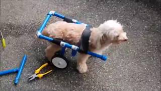 Dog Wheelchair for a Malti Poo