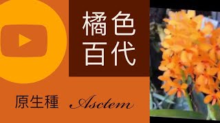 蘭花夏天的蘭花橘色的百代蘭橘色百代蘭萬代蘭材質澆水orchid