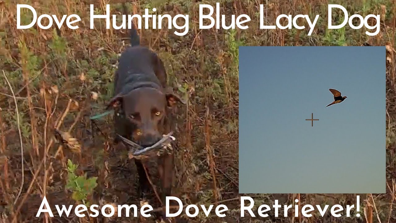 Blue Lacy Dog Dove Hunting Retriever in Action!