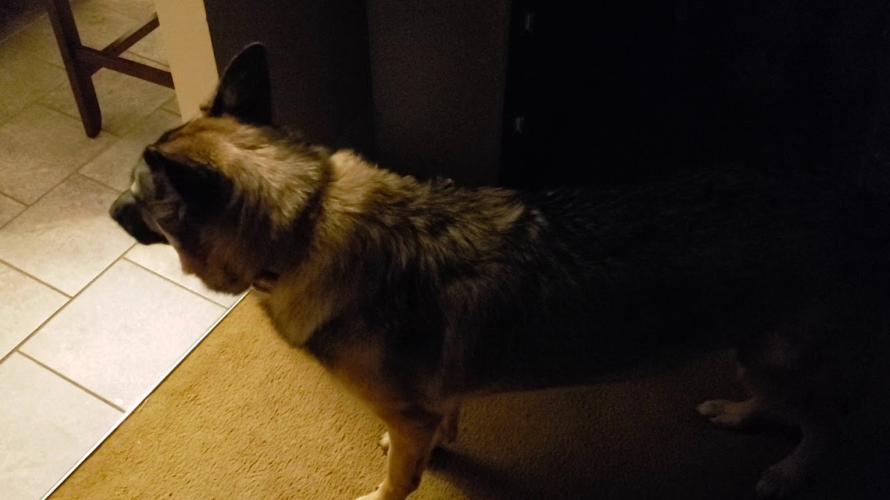 Kennel Cough after a visit to a Kennel. YouTube