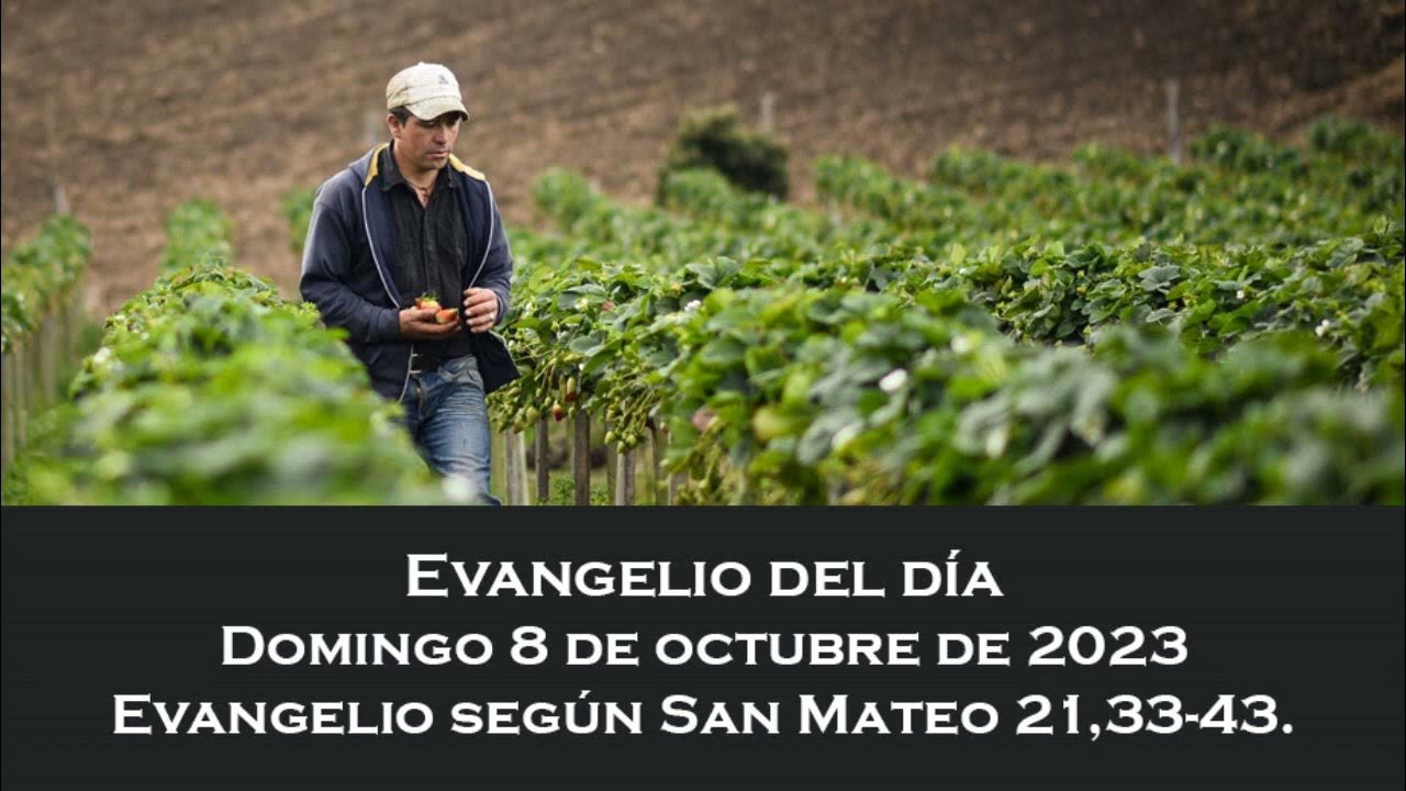 Evangelio del domingo 8 de octubre de 2023 YouTube