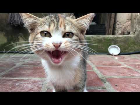 Chú mèo mướp đáng yêu nhất vịnh bắc bộ
