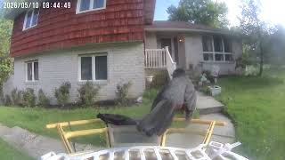 NEPA Birdwatching : May 9 - May 15, 2026 // #Netvue Birdfy Birdfeeder Cam