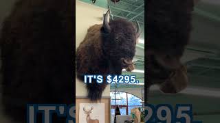 Animal Mounts at Nest  #shorts