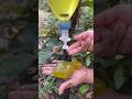 Survival Skills_SIMPLE and useful save SOAP and water 💦#bushcraft #camping #outdoors
