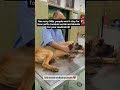 We are reaching out to you today to help a very special rescue dog #usa #canada #rescue #london #uk
