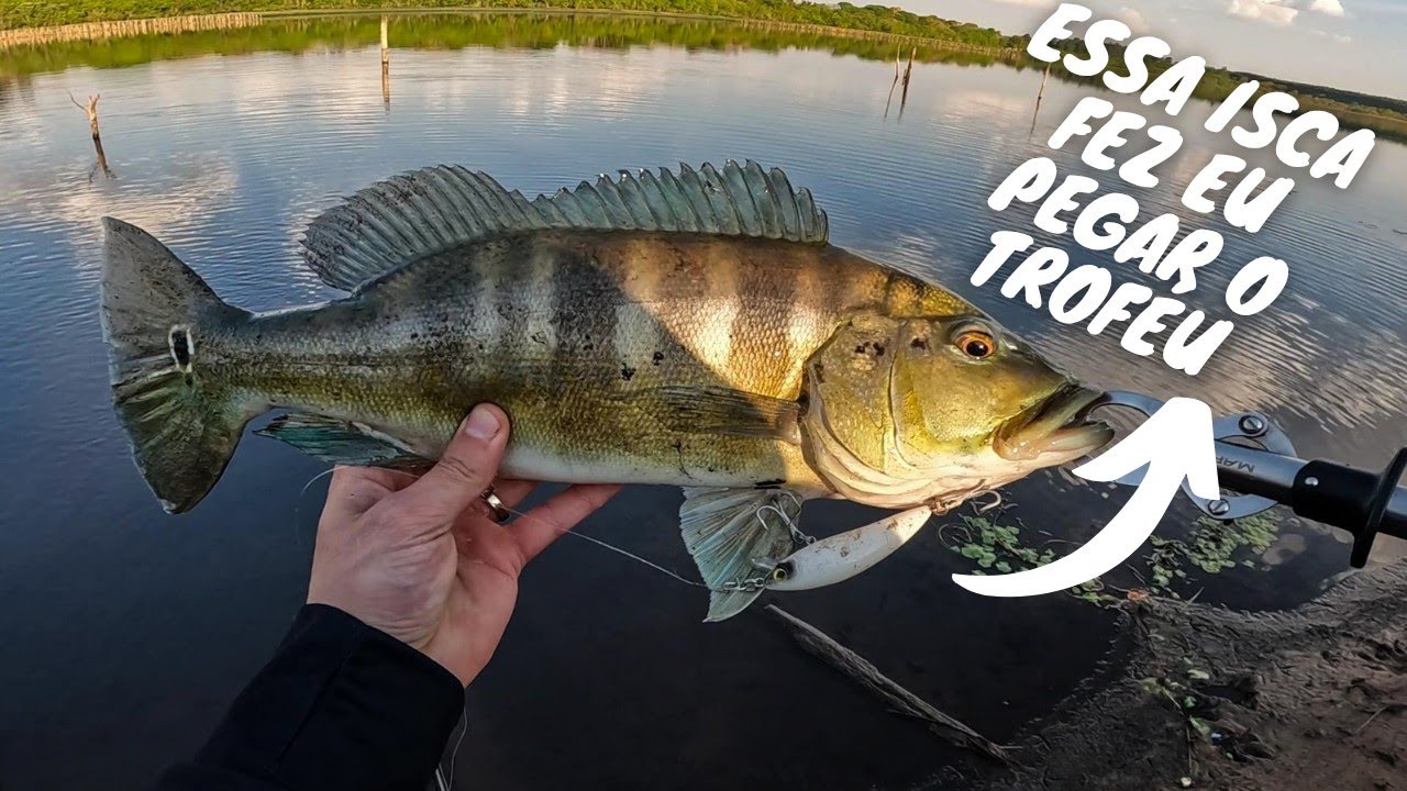 INSISTI E GARANTI O TROFÉU! Pesca de Tucunaré